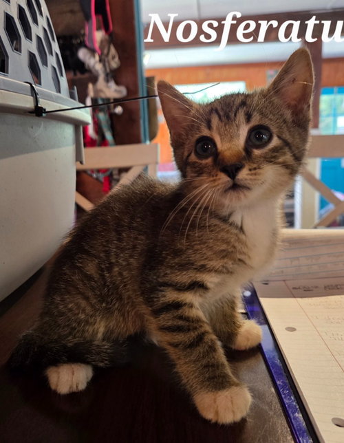 Nosferatu, a cat for adoption from Heart of the Foothills Animal Rescue