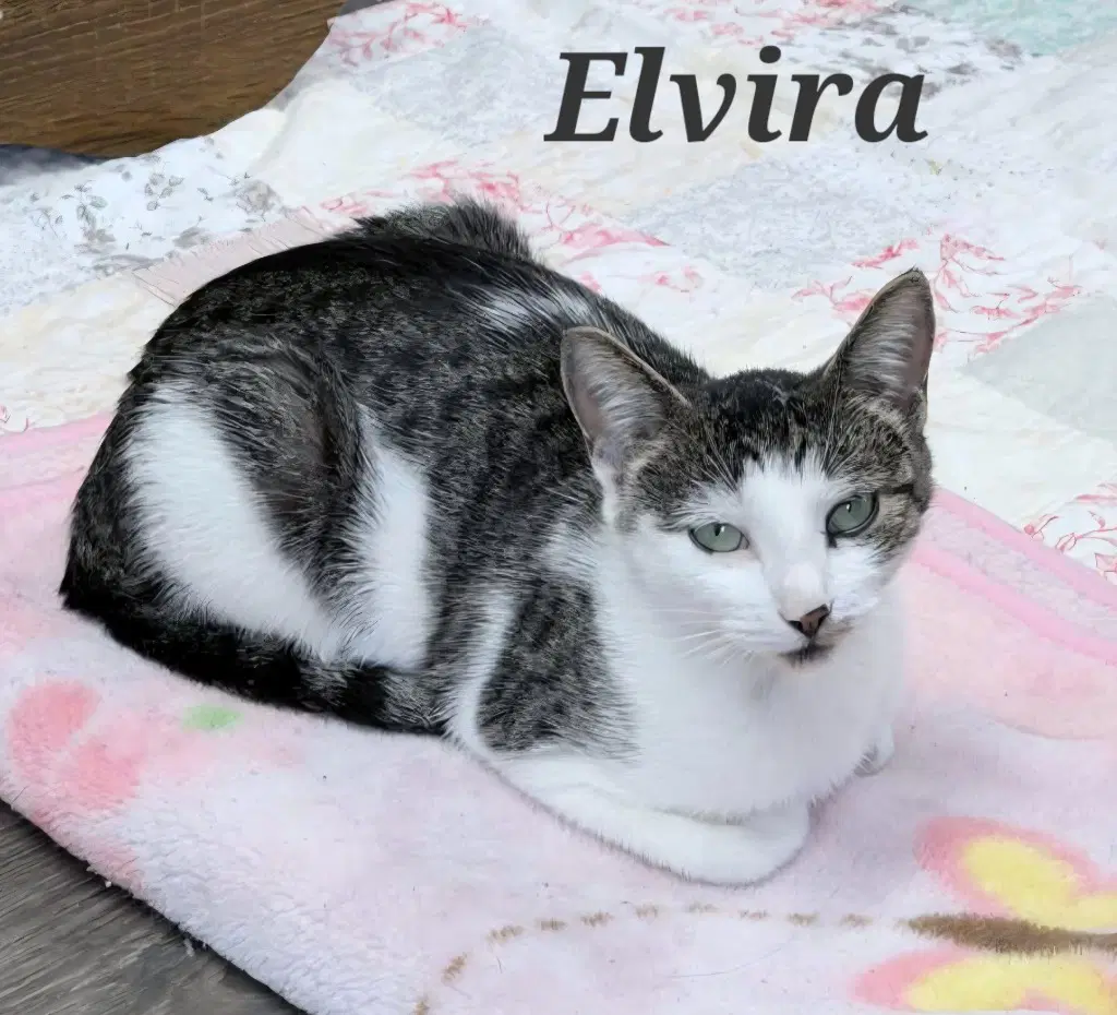 Elvira - Domestic Short Hair