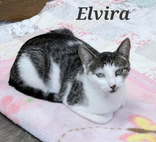 Elvira, a cat for adoption from Heart of the Foothills Animal Rescue
