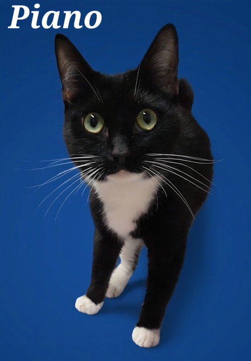 Piano, a cat for adoption from Heart of the Foothills Animal Rescue