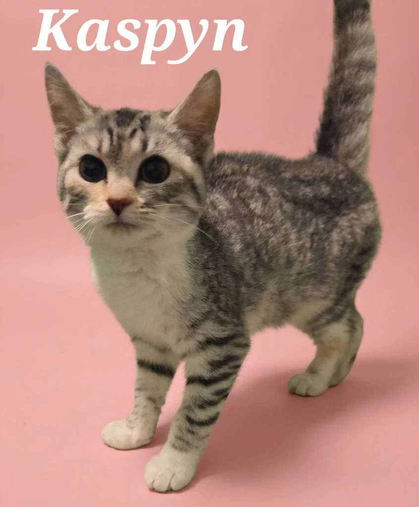 Kaspyn