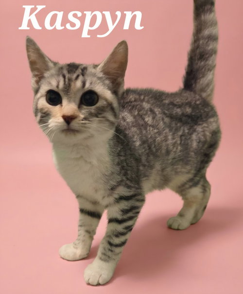 Kaspyn, a cat for adoption from Heart of the Foothills Animal Rescue