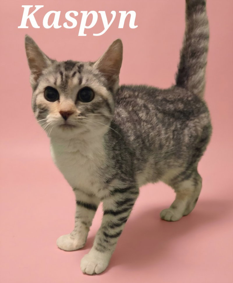 Kaspyn, a female kitten up for adoption
