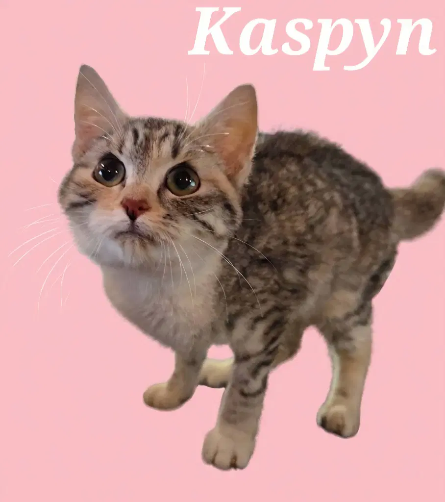 Kaspyn image 2
