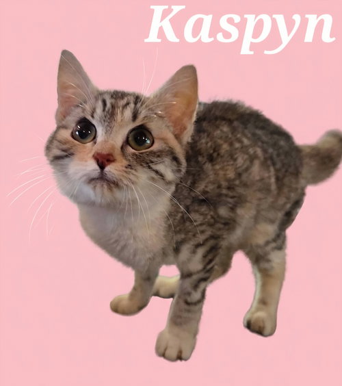 Photo 2 of Kaspyn