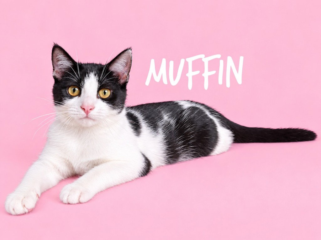 Muffin, Domestic Short Hair