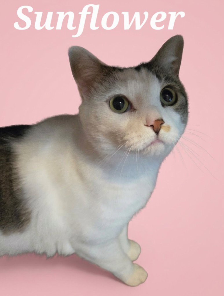 Sunflower, Domestic Short Hair