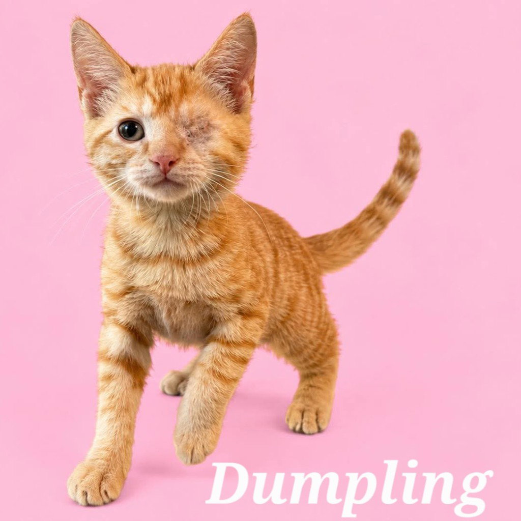 Dumpling (Courtesy Post), Domestic Short Hair