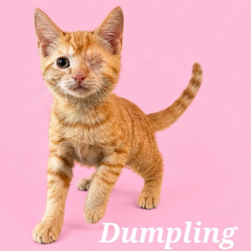 Dumpling (Courtesy Post), a cat for adoption from Heart of the Foothills Animal Rescue