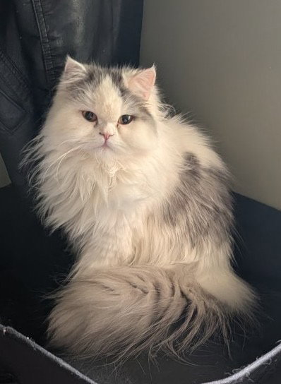 Persian Queen (Courtesy Post), Persian