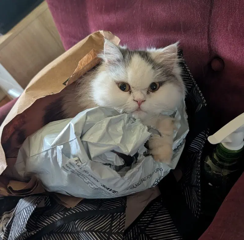 Persian Queen Courtesy Post image 2