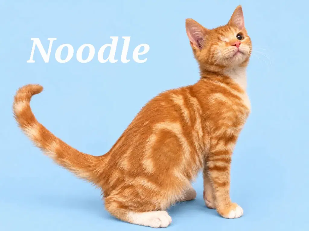 Noodle Courtesy Post - Domestic Short Hair