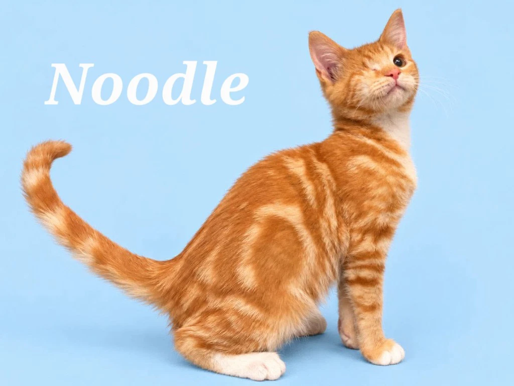 Noodle Courtesy Post