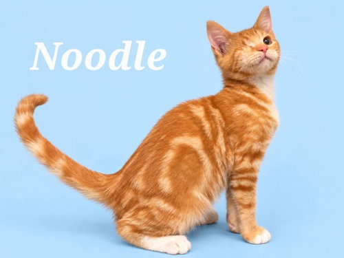 Noodle (Courtesy Post), a cat for adoption from Heart of the Foothills Animal Rescue