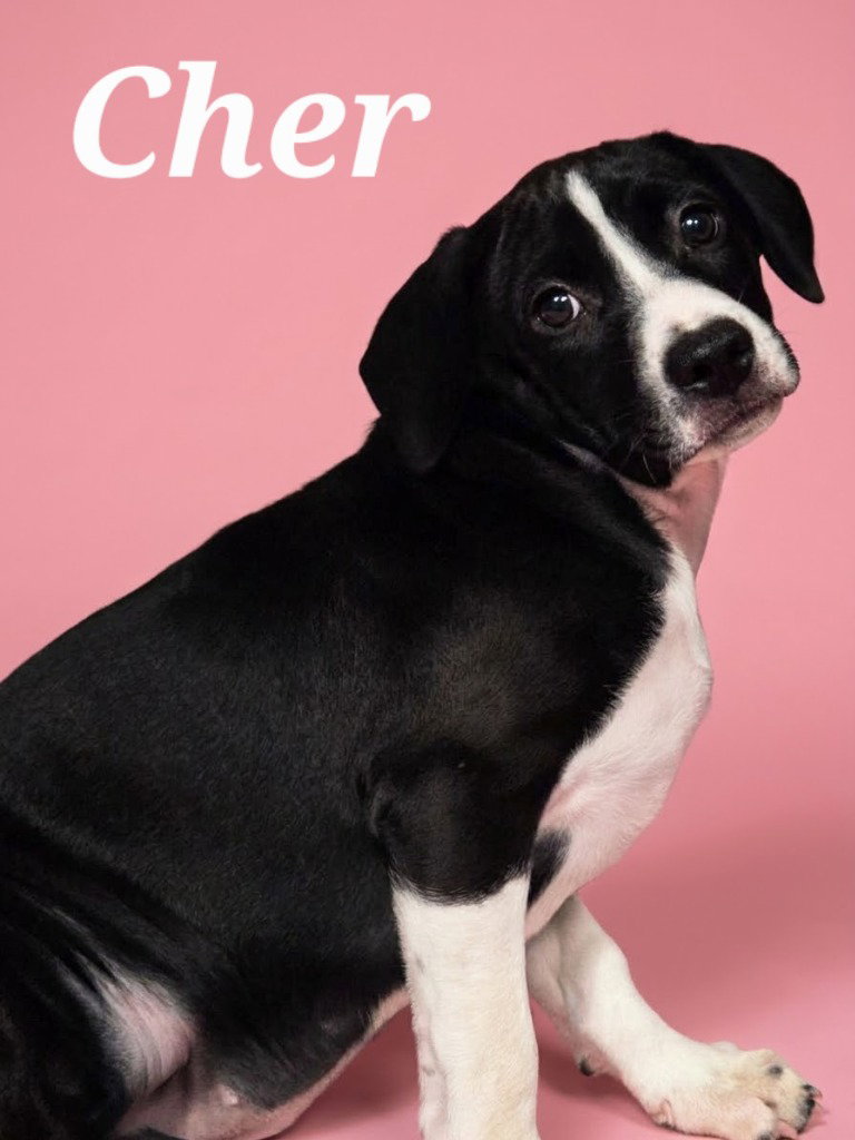 Cher, Boxer