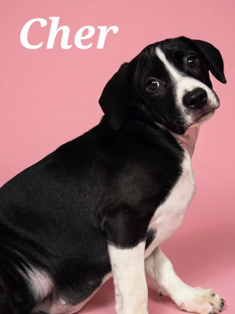 Cher