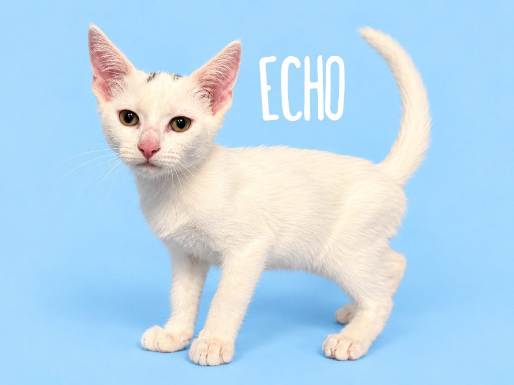 Echo (Courtesy Post), Domestic Short Hair