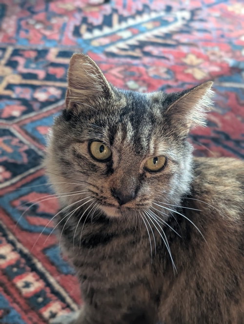 Izzy (Courtesy Post), a cat for adoption from Heart of the Foothills Animal Rescue