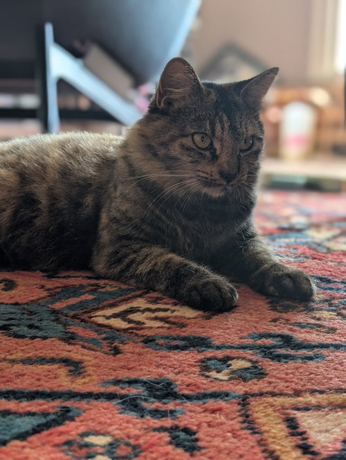 Photo 2 of Izzy (Courtesy Post)