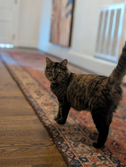 Photo 3 of Izzy (Courtesy Post)