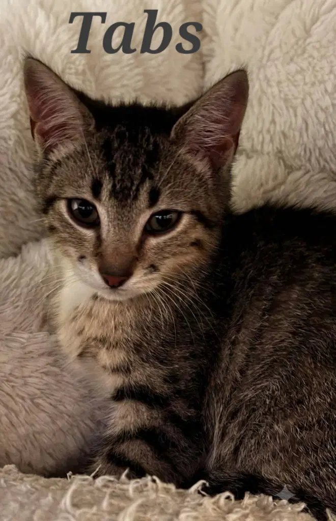 Tabs - Domestic Short Hair