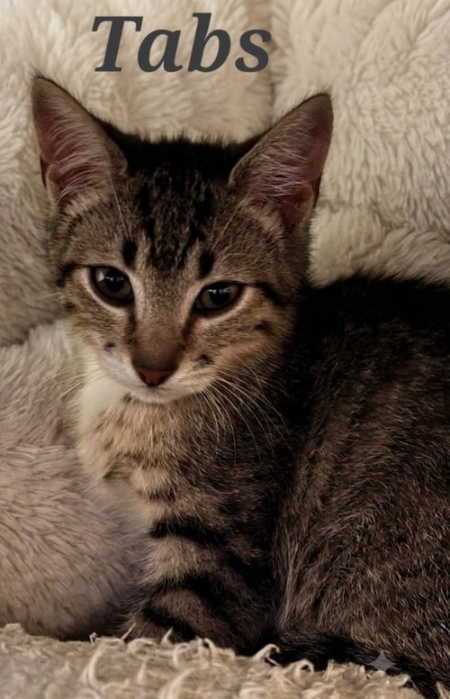 Tabs, a cat for adoption from Heart of the Foothills Animal Rescue