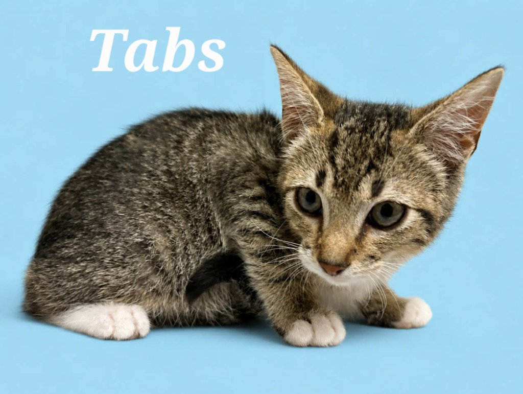 Tabs, photo 2