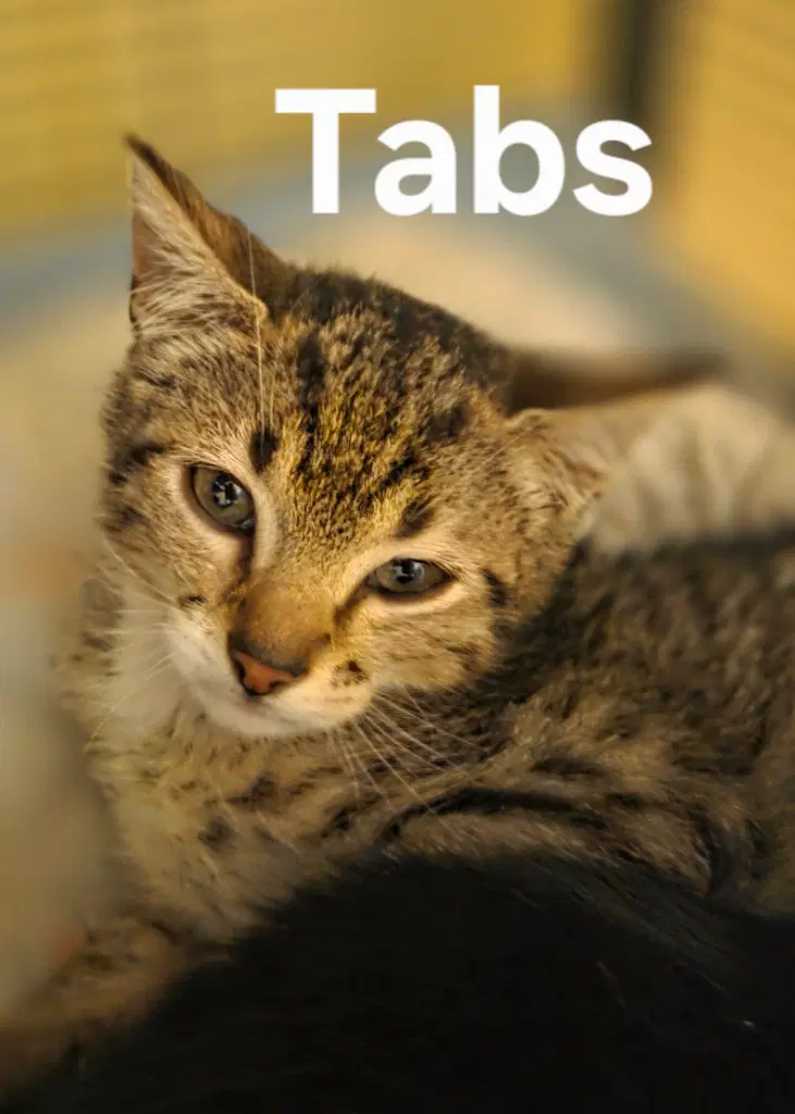 Tabs image 3