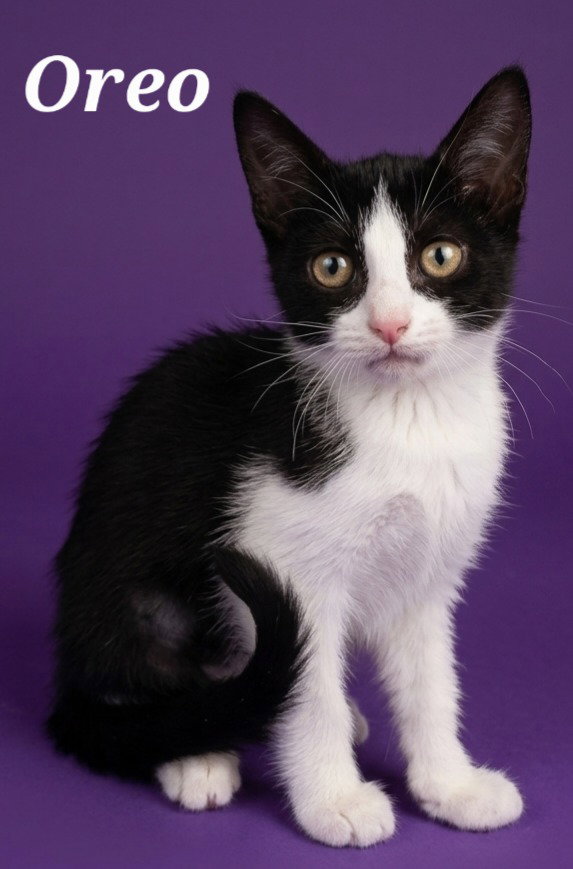 Oreo