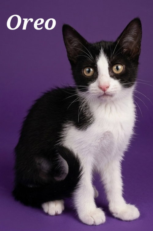 Oreo, a cat for adoption from Heart of the Foothills Animal Rescue