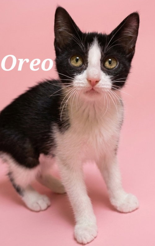 Photo 2 of Oreo