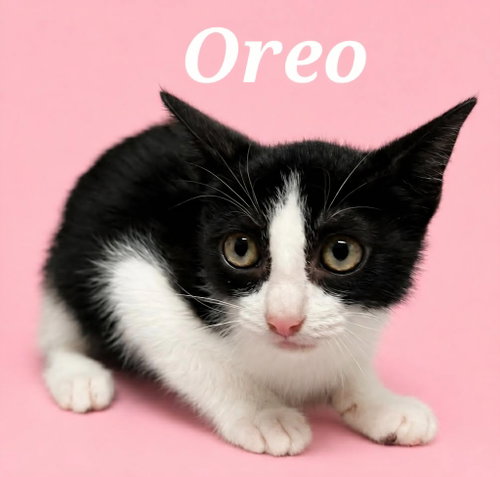 Photo 4 of Oreo