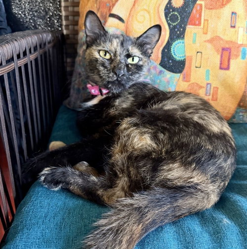 Trixie, a cat for adoption from Heart of the Foothills Animal Rescue