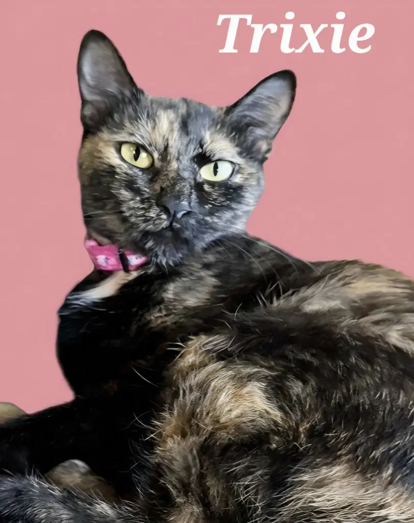 Trixie - Domestic Short Hair