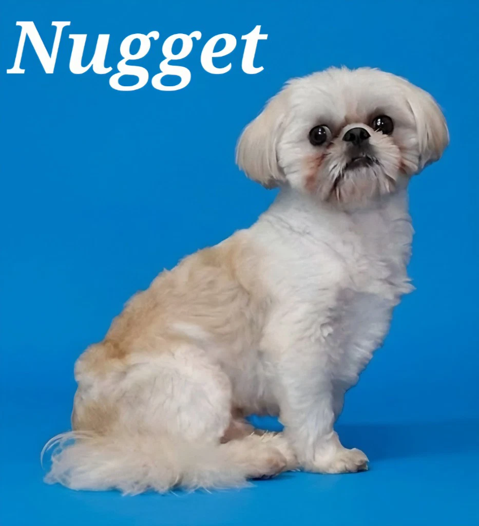 Nugget
