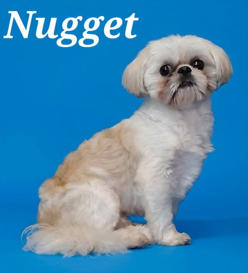 Nugget, a dog for adoption from Heart of the Foothills Animal Rescue