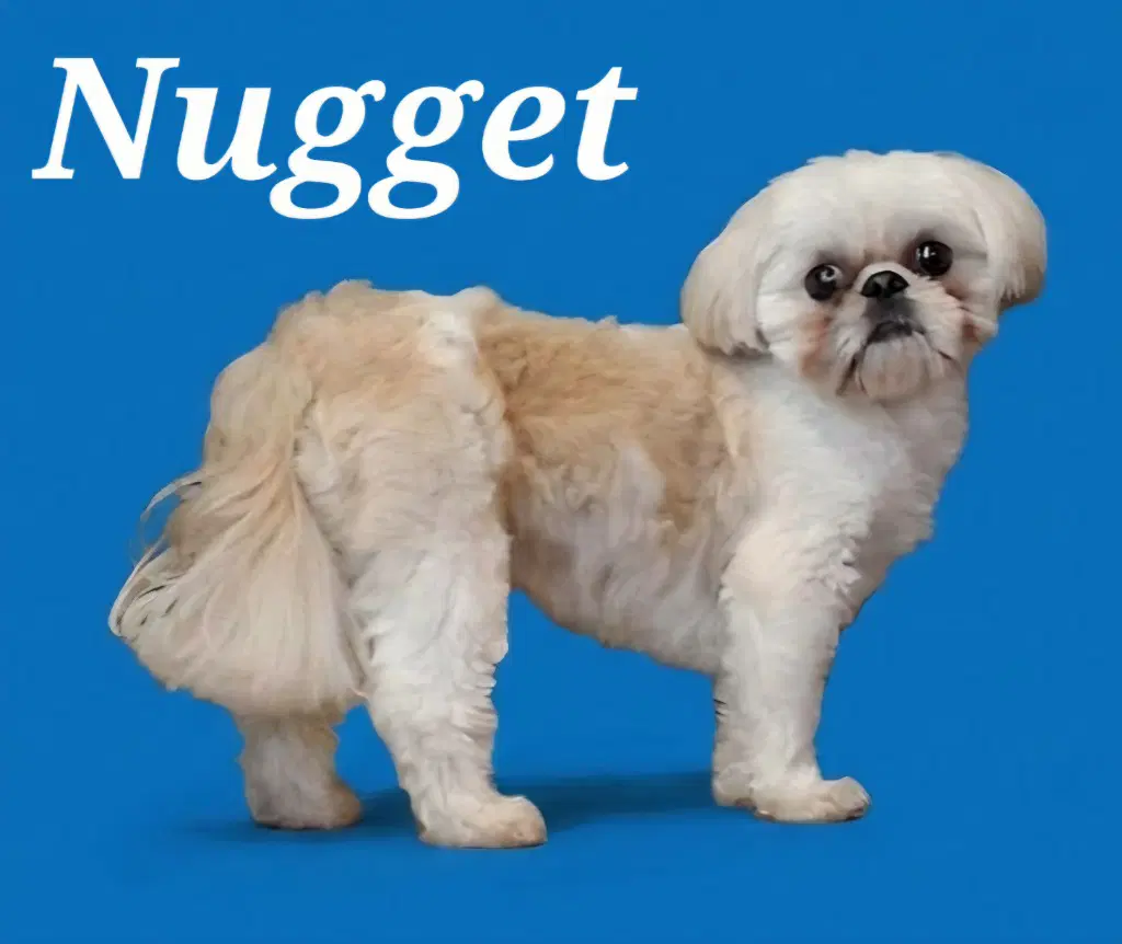 Nugget image 2