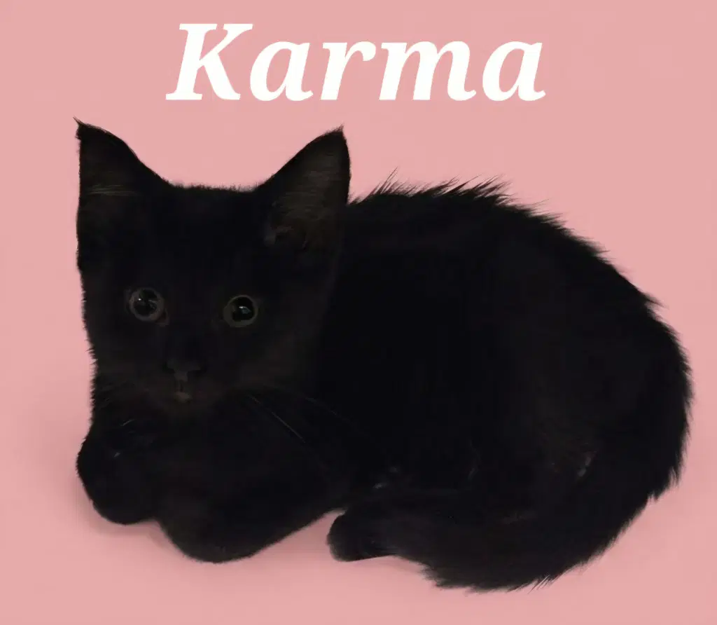 Karma - Domestic Short Hair
