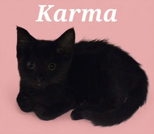 Karma, a cat for adoption from Heart of the Foothills Animal Rescue