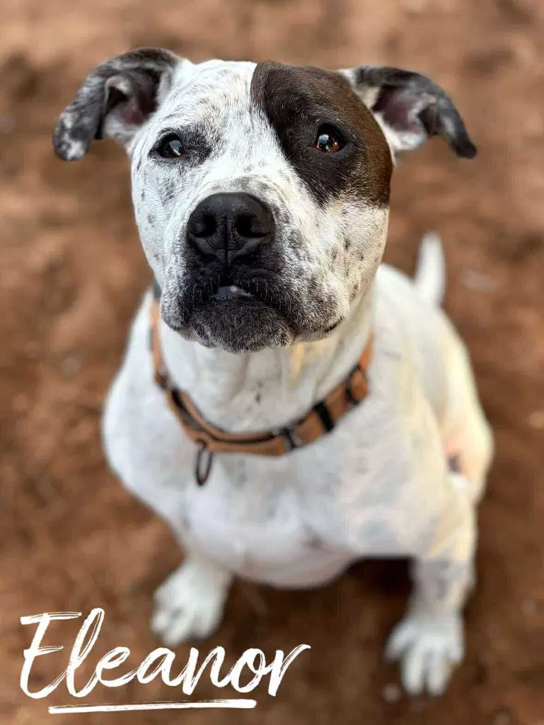 Eleanor - Pit Bull Terrier