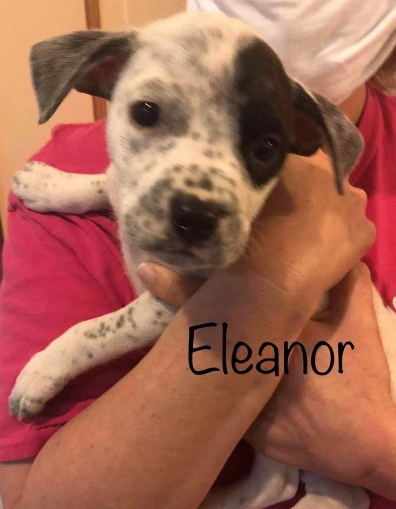 Eleanor, photo 3