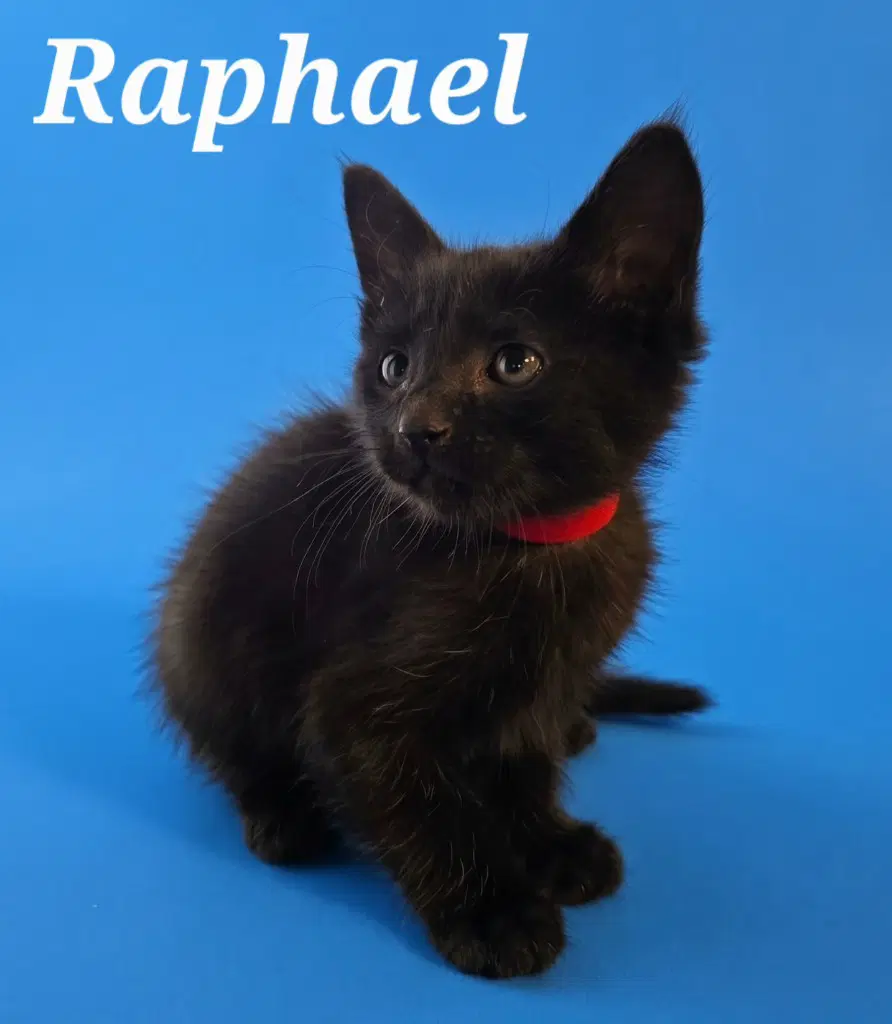 Raphael - Domestic Short Hair