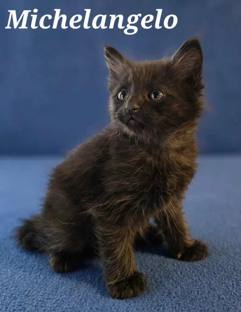Michelangelo - Domestic Long Hair