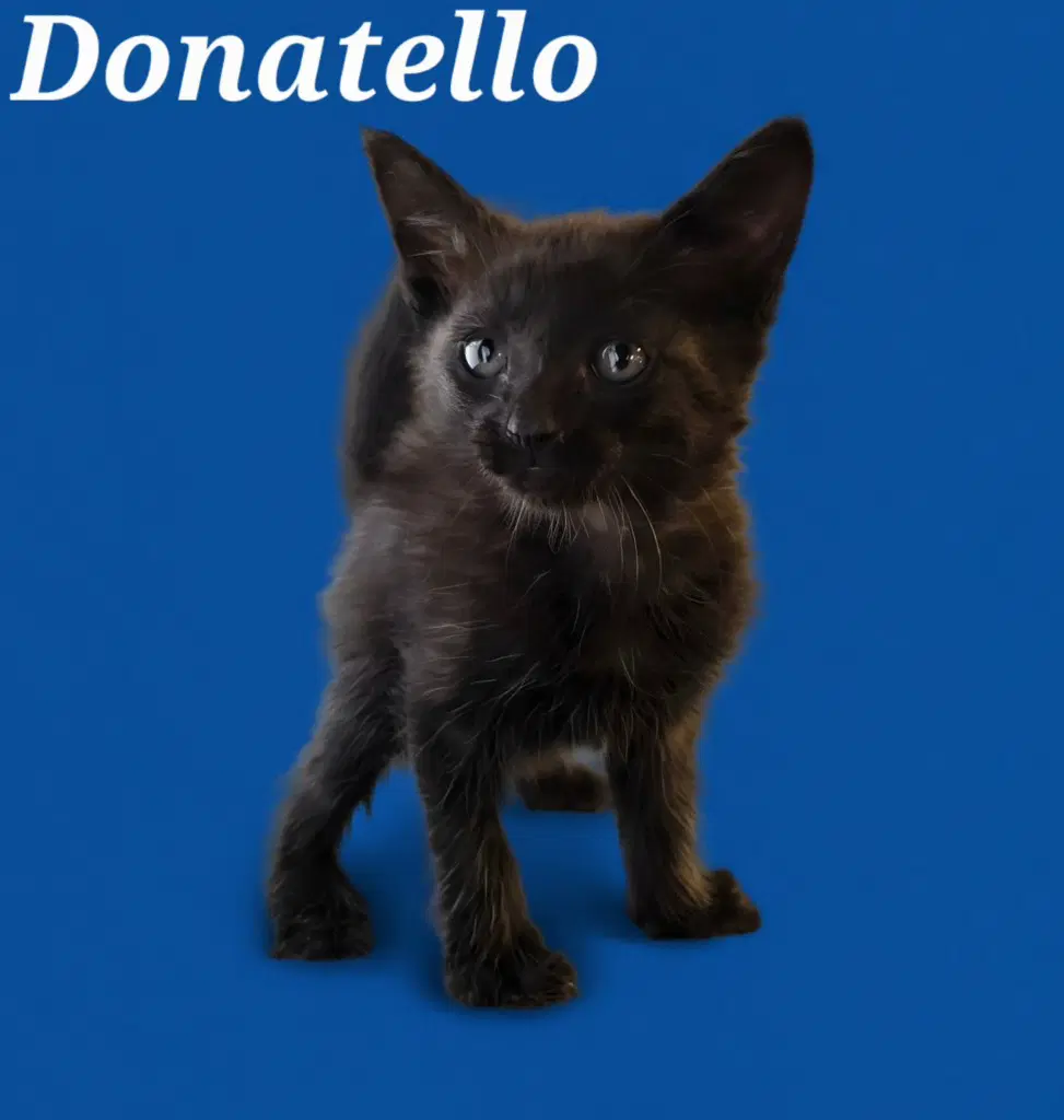 Donatello - Domestic Medium Hair