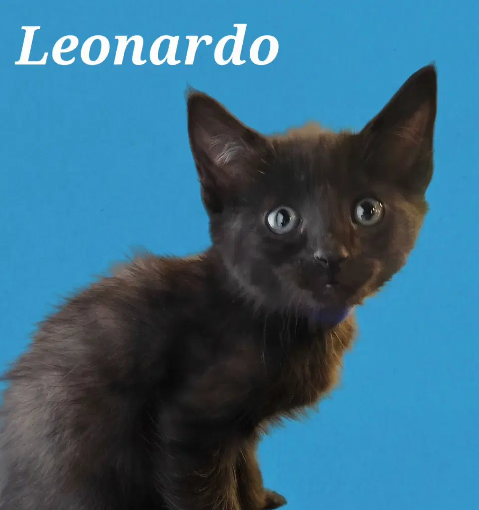 Leonardo - Domestic Medium Hair