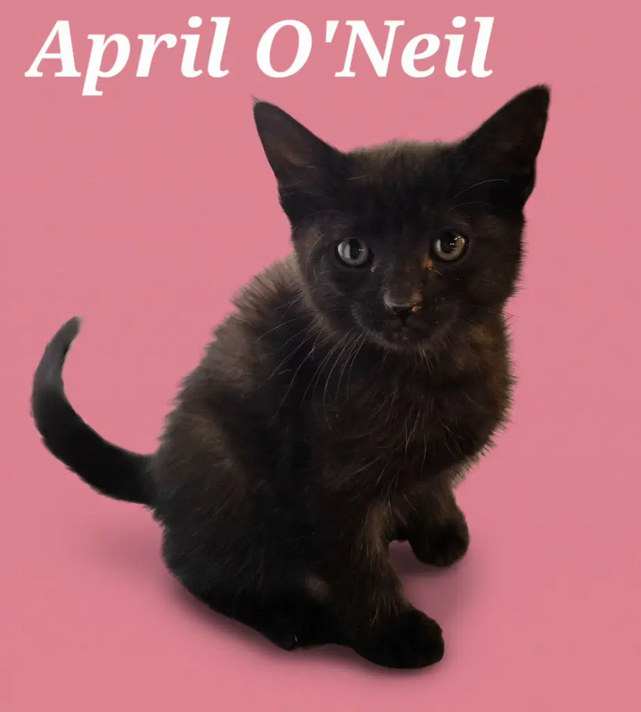April O'neil - Domestic Short Hair