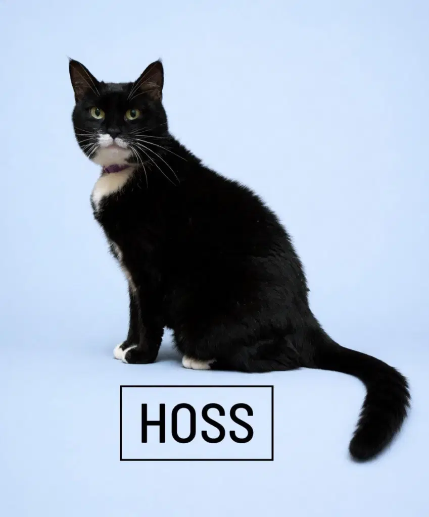 Hoss - Domestic Short Hair