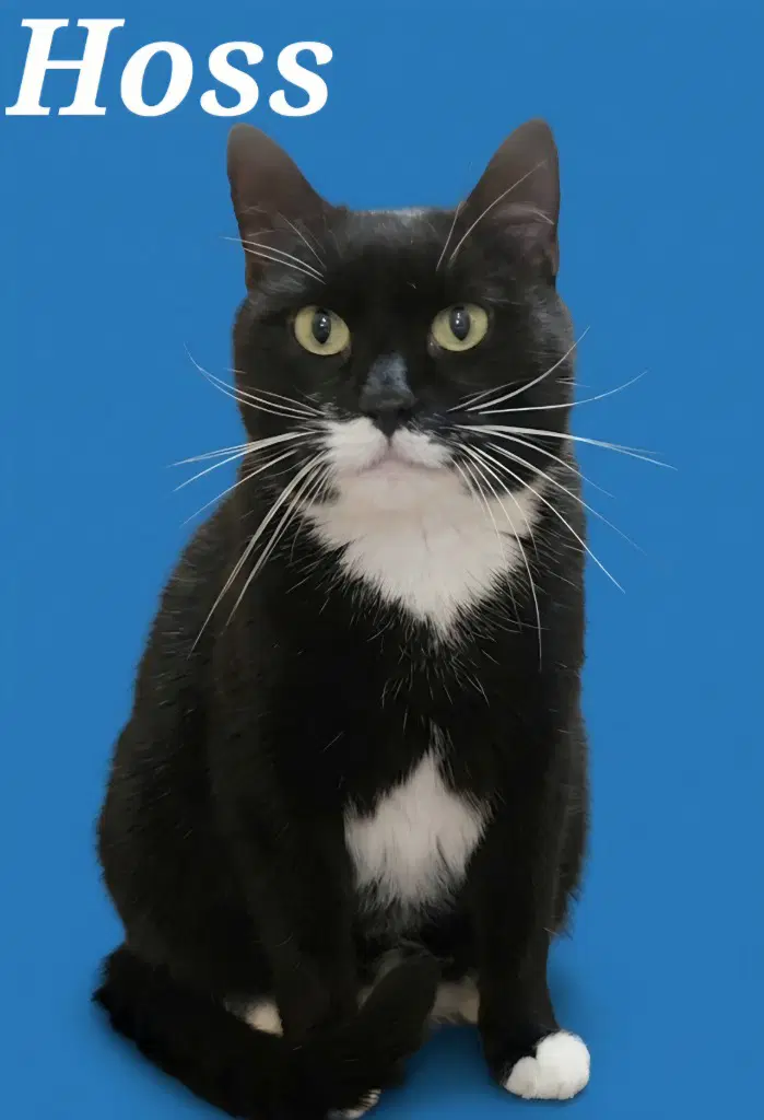 Hoss - Domestic Short Hair