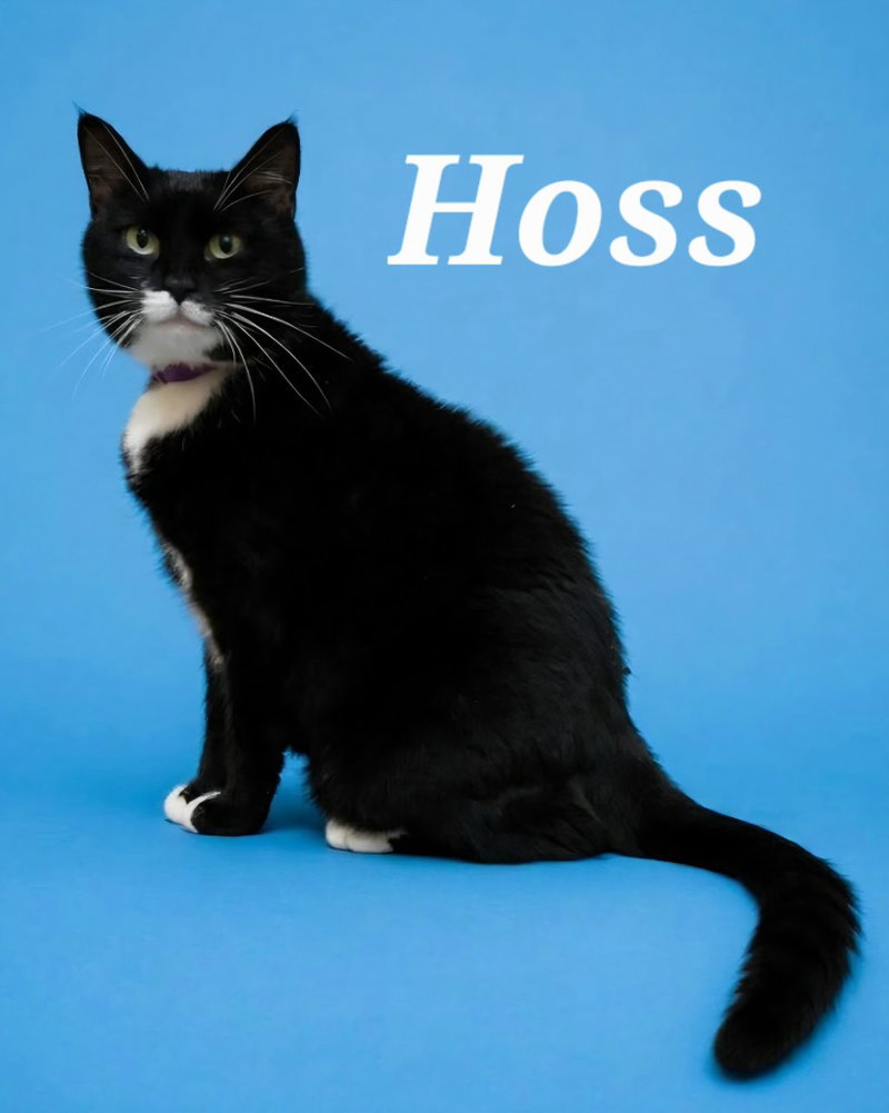 Hoss, photo 2
