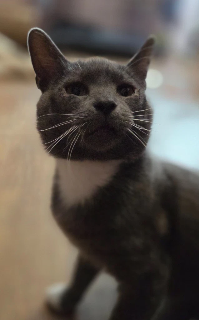 Winston